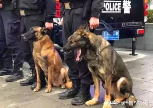 警犬来啦幕后拍摄花絮